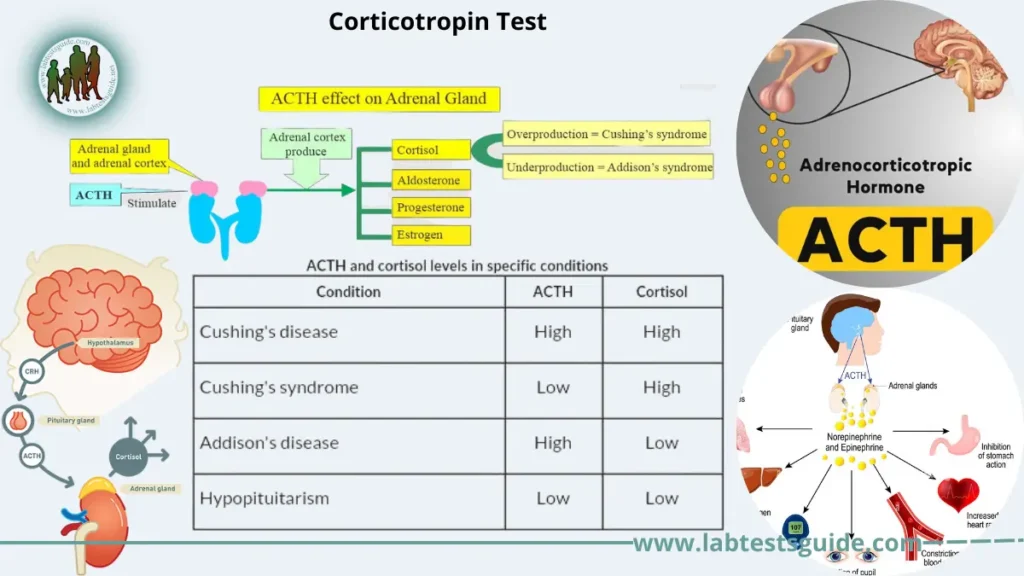 Corticotropin Test