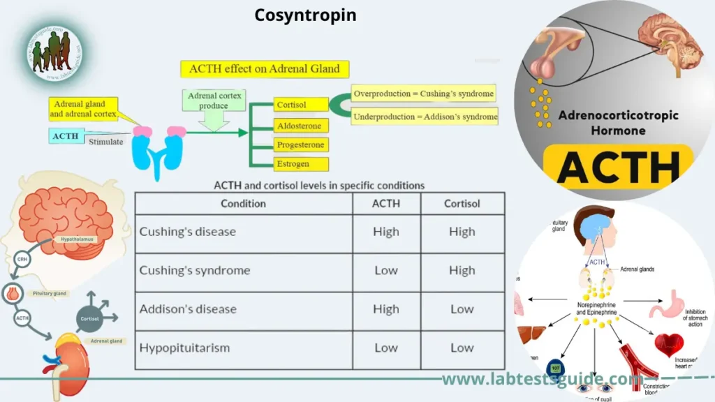 Cosyntropin