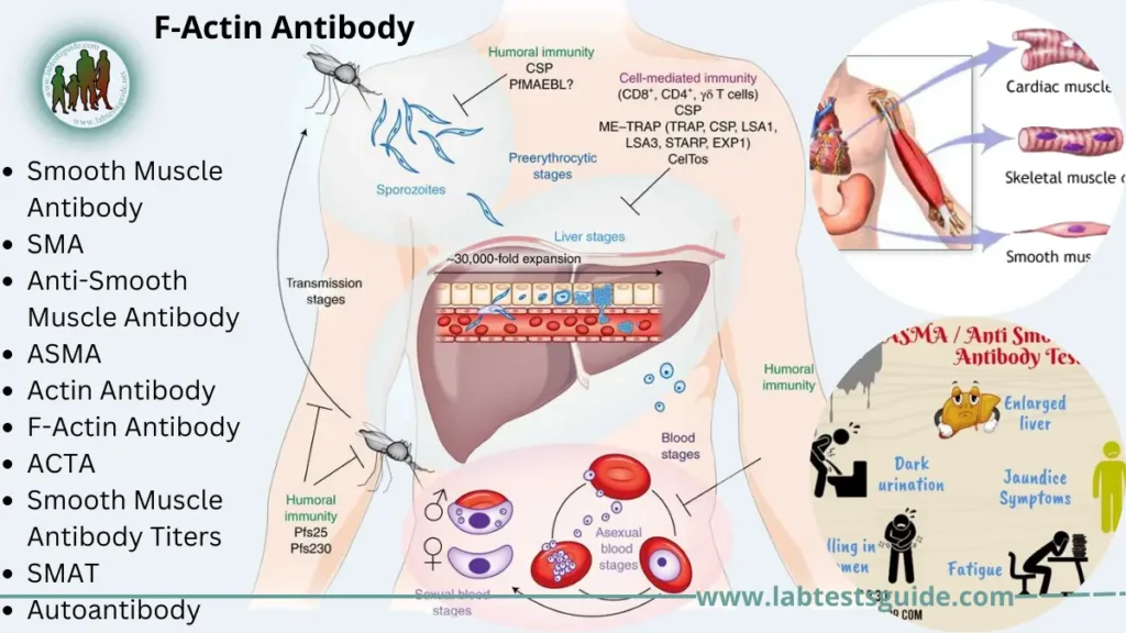 F-Actin Antibody