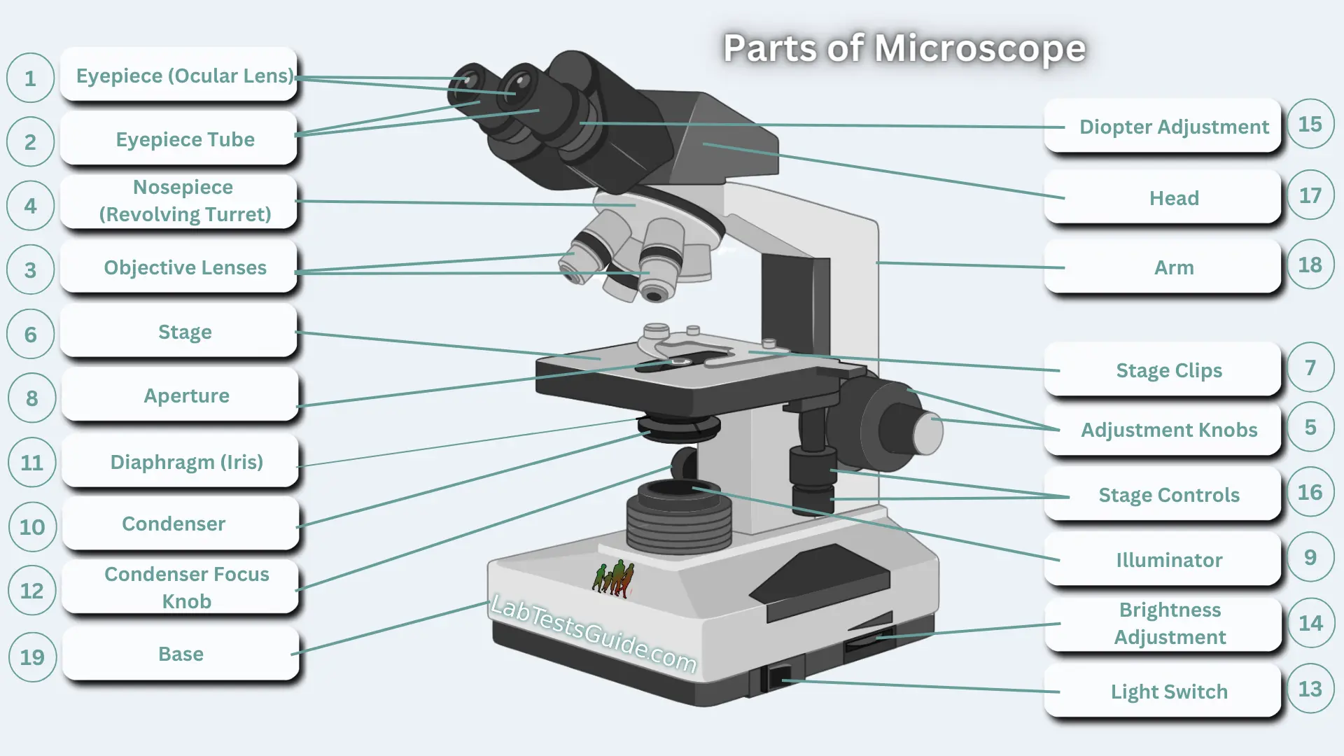 Complete Labeled parts of Microscope Parts of Microscope