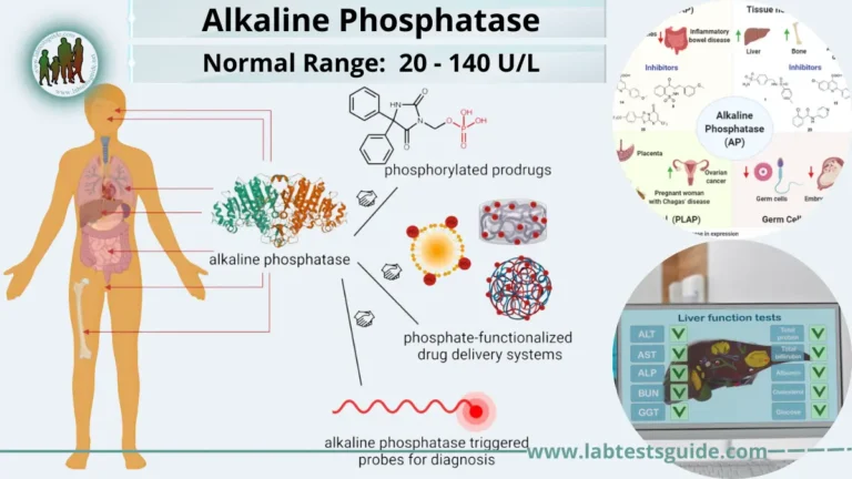 Alkaline Phosphatase