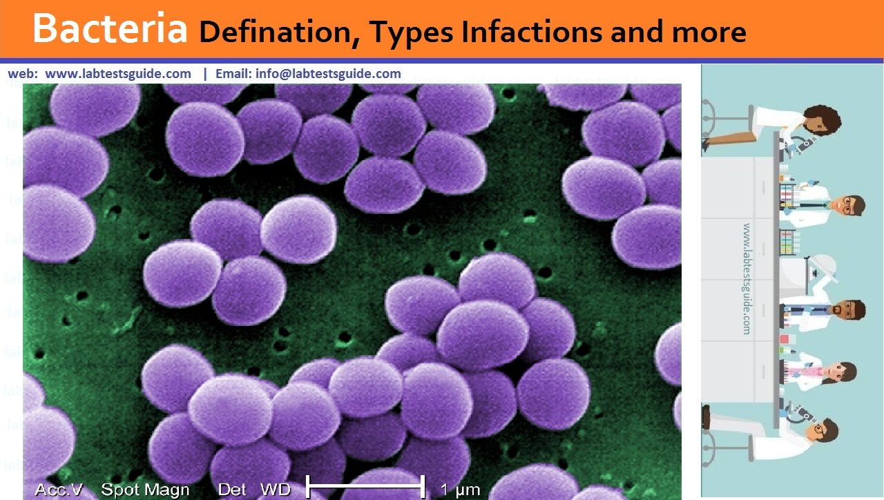 Bacteria Bacteria