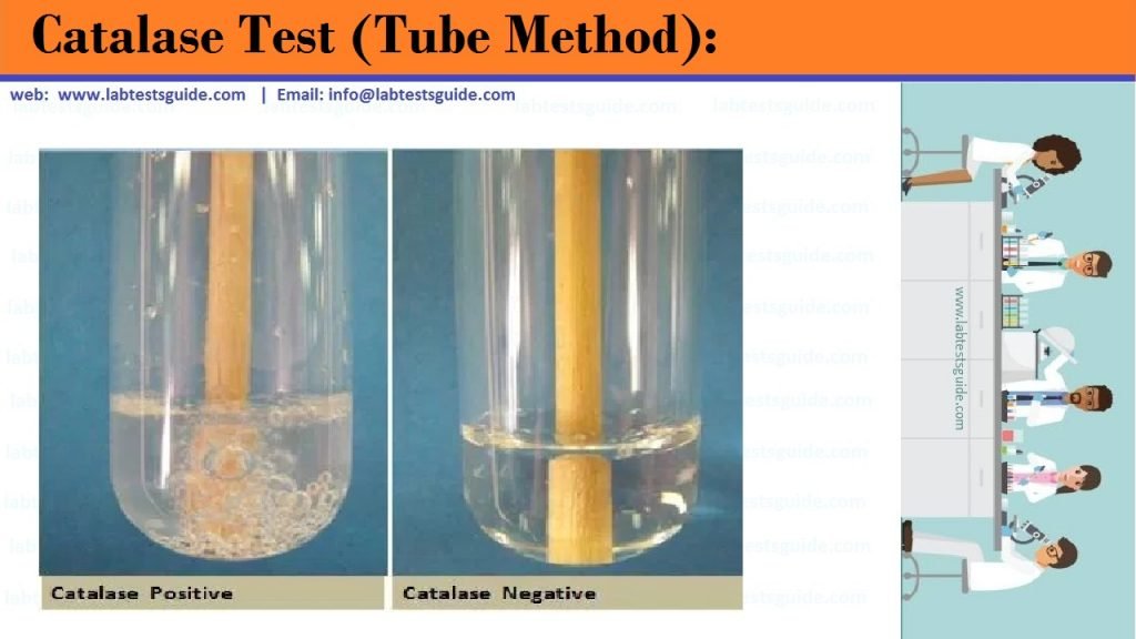 Catalase test Catalase test - The catalase test is used to differentiate staphylococci (catalase-positive) from streptococci (catalase-negative). The enzyme, catalase, is produced by bacteria that respire using oxygen, and protects them from the toxic by-products of oxygen metabolism. Catalase-positive bacteria include strict aerobes as well as facultative anaerobes, although they all have the ability to respire using oxygen as a terminal electron acceptor. Catalase-negative bacteria may be anaerobes, or they may be facultative anaerobes that only ferment and do not respire using oxygen as a terminal electron acceptor (ie. Streptococci).