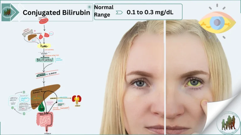 Conjugated Bilirubin