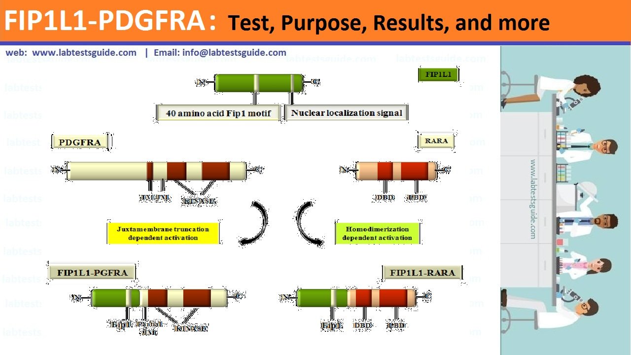 FIP1L1-PDGFRA Test