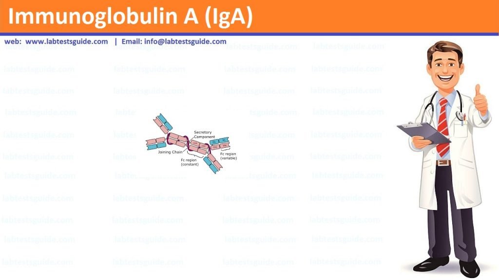 Immunoglobulin A (IgA) Immunoglobulin A (IgA)