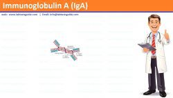 Immunoglobulin A (IgA)