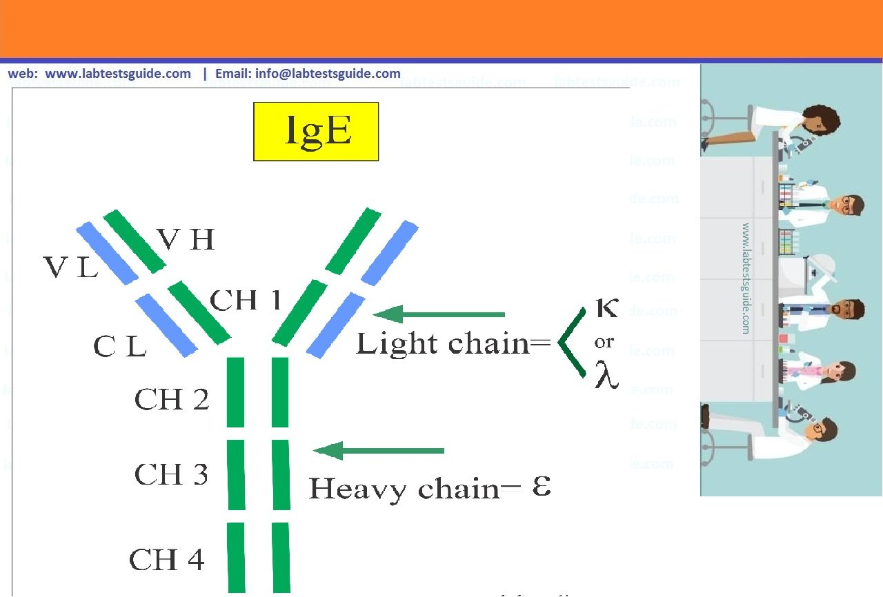 Immunoglobulin E (IgE) Immunoglobulin E (IgE)