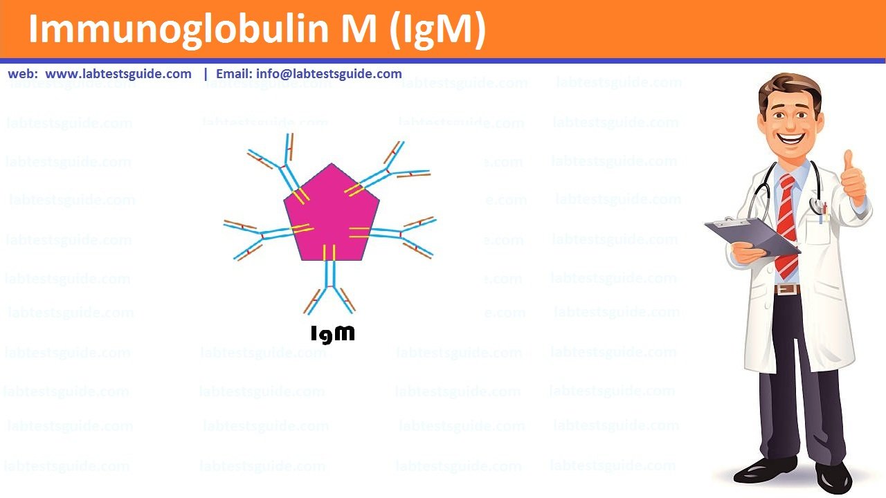 Immunoglobulin M (IgM) Immunoglobulin M (IgM)