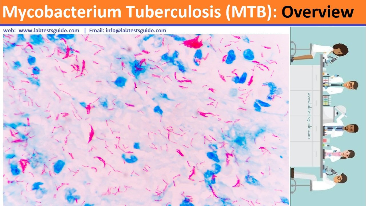 Mycobacterium Tuberculosis (MTB)