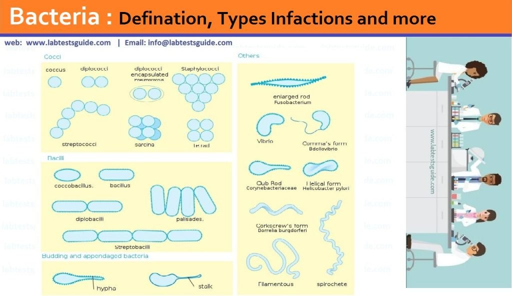 Bacteria Bacterial morphology diagram