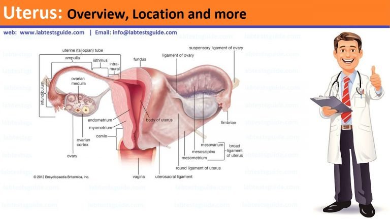 Uterus Overview, Location and more - Lab Tests Guide