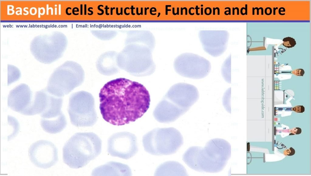 Basophils Cell Structure, Function And More Lab Tests Guide
