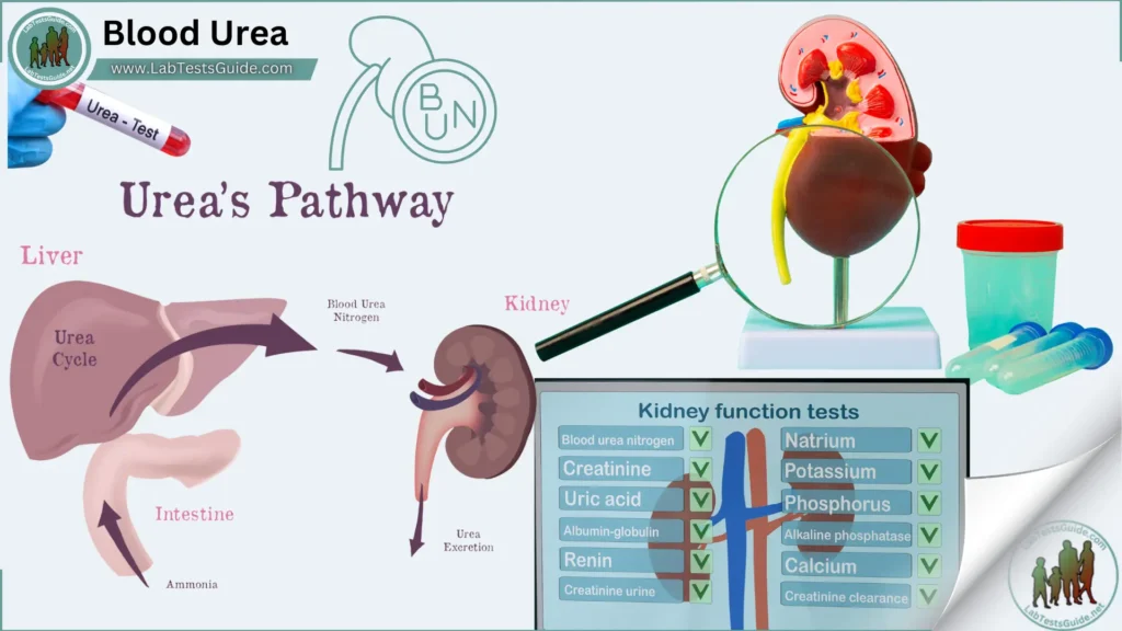 Blood Urea Blood Urea