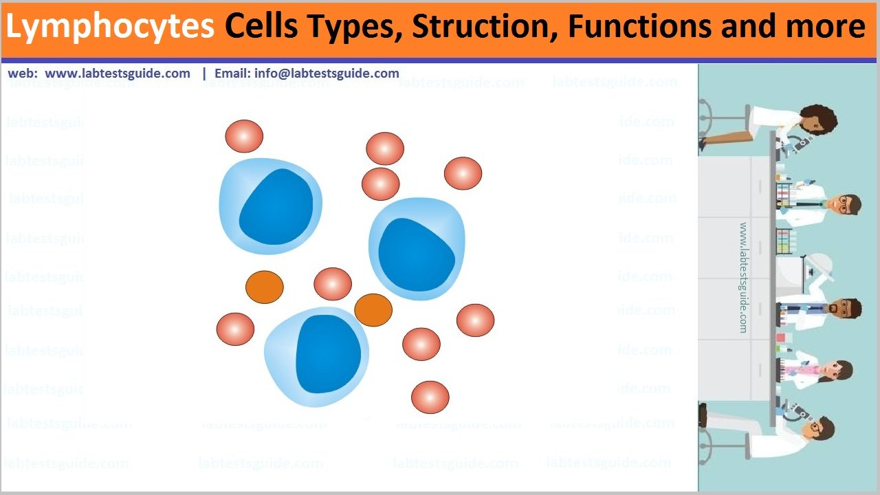 Lymphocytes Types, Structure, Functions and more Lab Tests Guide