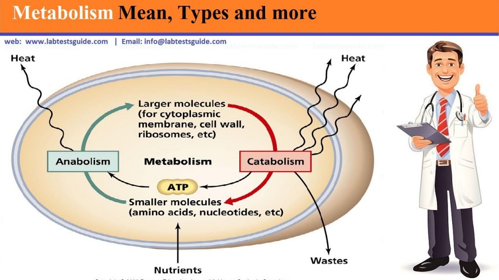 Metabolism Metabolism