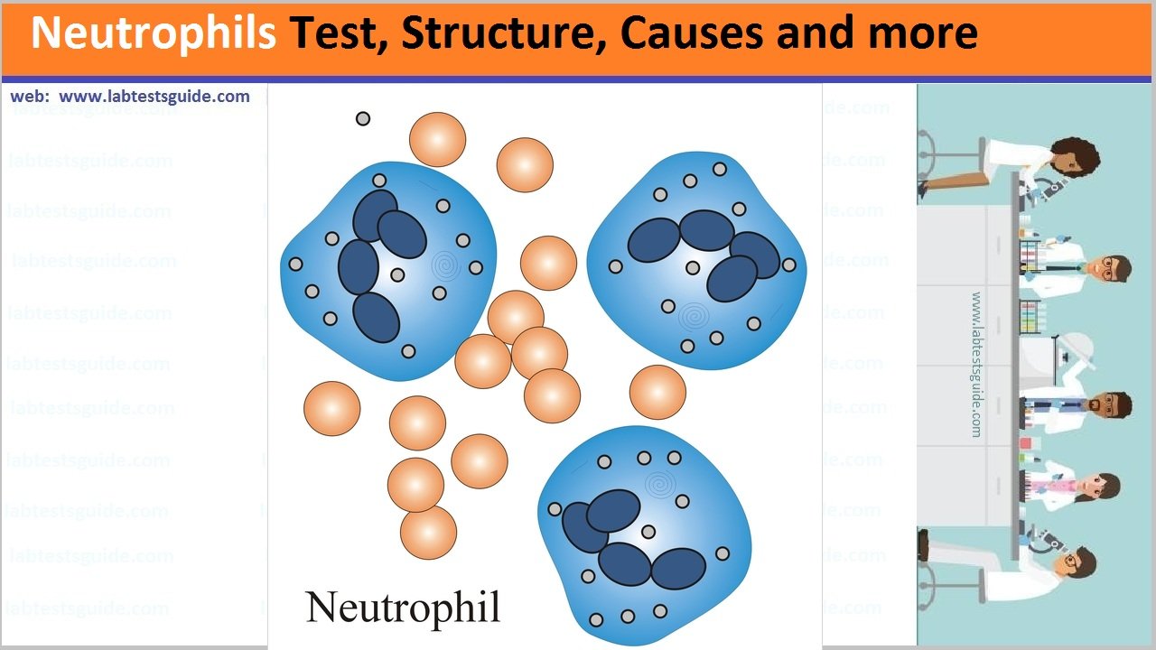 Neutrophils