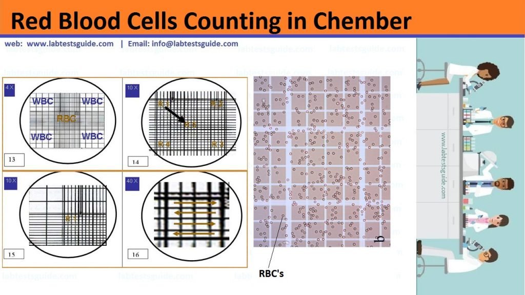 RBC Count Test Procedure RBC Count Test Procedure - A red blood cell count is a blood test that your doctor uses to find out how many red blood cells (RBCs) you have. It’s also known as an erythrocyte count.