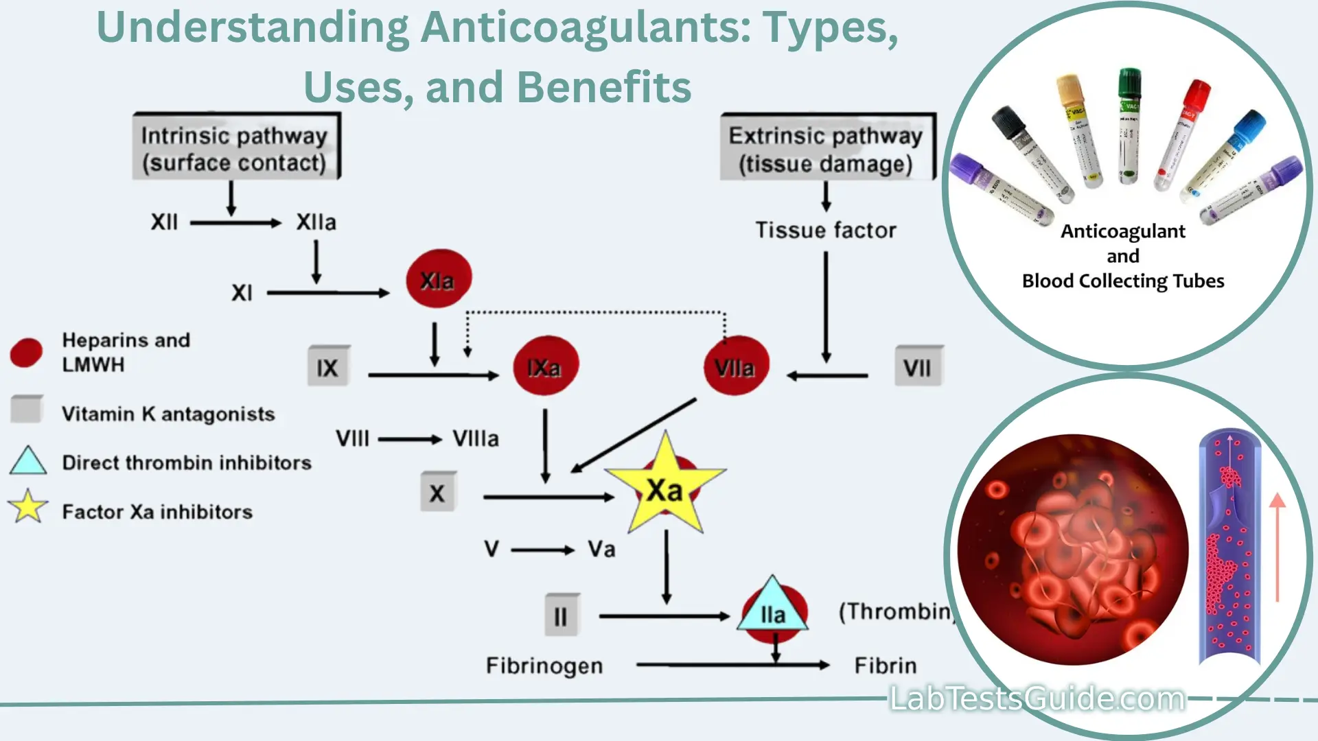Understanding Anticoagulants Types, Uses, and Benefits