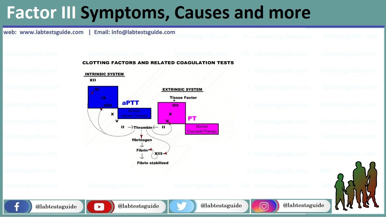 Factor III (Thromboplastin) Factor 3