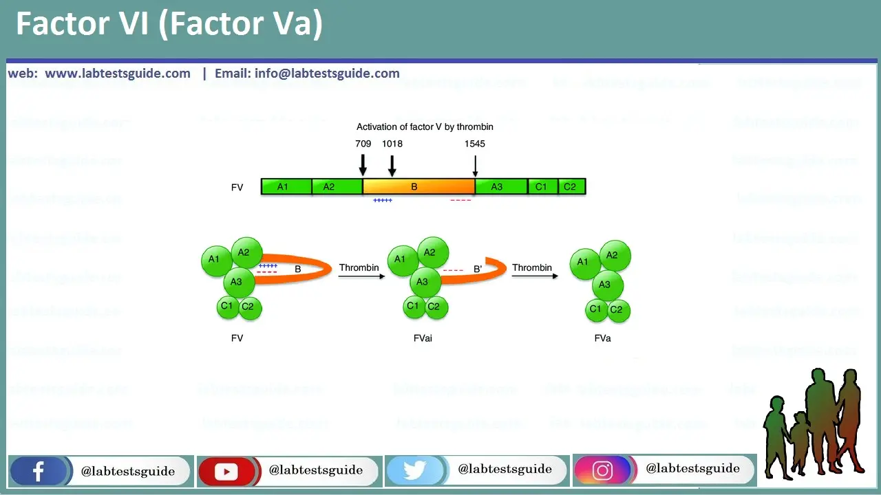 Factor VI Factor VI