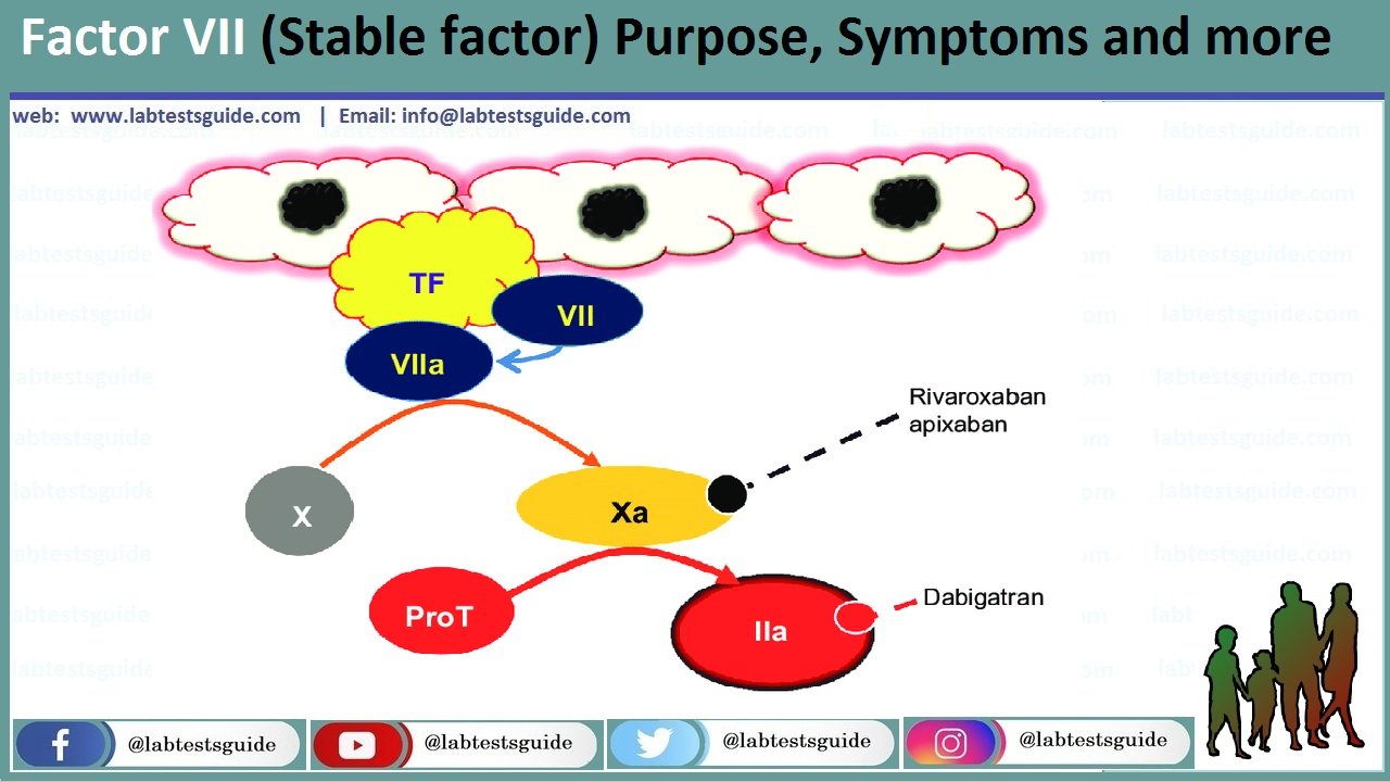 Factor VII