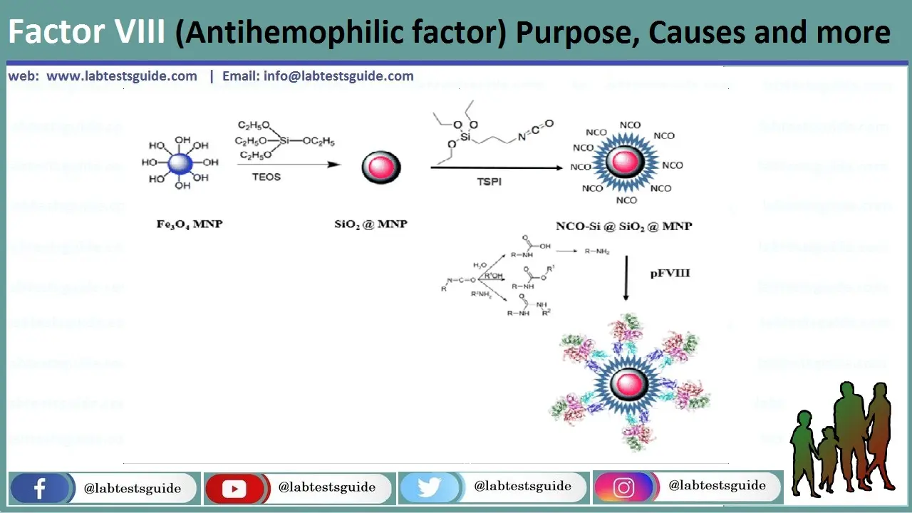Factor VIII (Antihemophilic factor) Factor VIII (Antihemophilic factor)