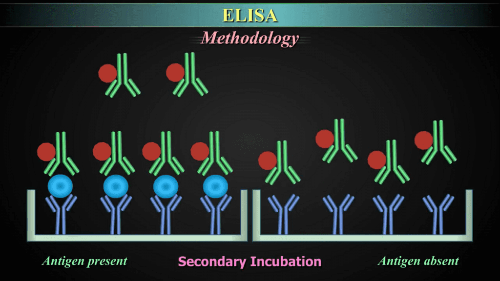 Enzyme-Linked Immunosorbent Assay (ELISA) Enzyme-Linked Immunosorbent Assay (ELISA) - ELISA (enzyme-linked immunosorbent assay) is a plaque-based assay technique designed to detect and quantify substances such as peptides, proteins, antibodies, and hormones.