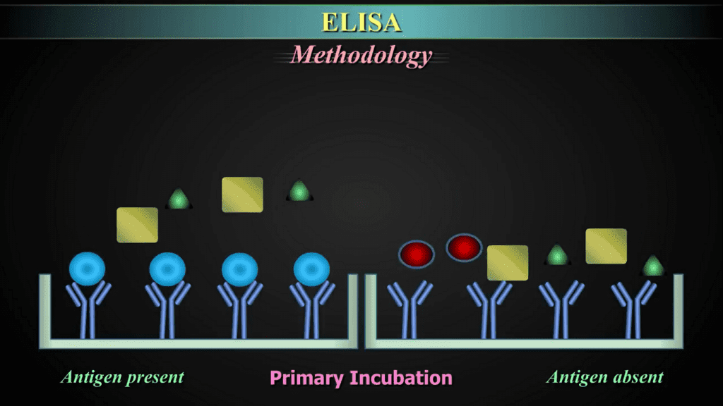 Enzyme-Linked Immunosorbent Assay (ELISA) Enzyme-Linked Immunosorbent Assay (ELISA) - ELISA (enzyme-linked immunosorbent assay) is a plaque-based assay technique designed to detect and quantify substances such as peptides, proteins, antibodies, and hormones.