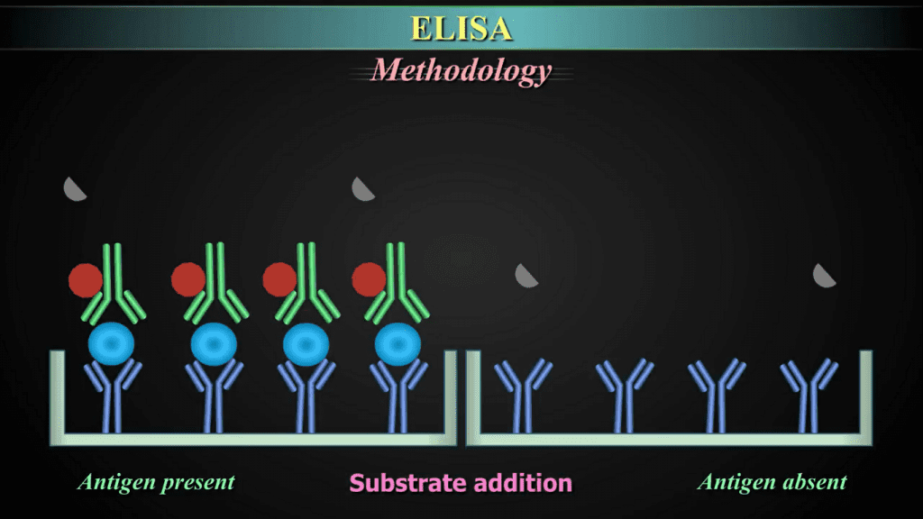 Enzyme-Linked Immunosorbent Assay (ELISA) Enzyme-Linked Immunosorbent Assay (ELISA) - ELISA (enzyme-linked immunosorbent assay) is a plaque-based assay technique designed to detect and quantify substances such as peptides, proteins, antibodies, and hormones.