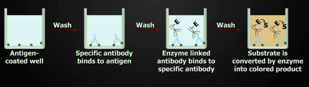Enzyme-Linked Immunosorbent Assay (ELISA) Enzyme-Linked Immunosorbent Assay (ELISA) - ELISA (enzyme-linked immunosorbent assay) is a plaque-based assay technique designed to detect and quantify substances such as peptides, proteins, antibodies, and hormones.