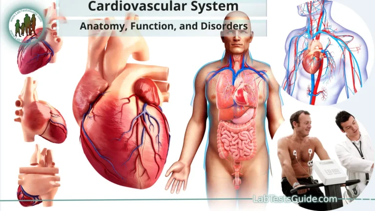 Cardiovascular System