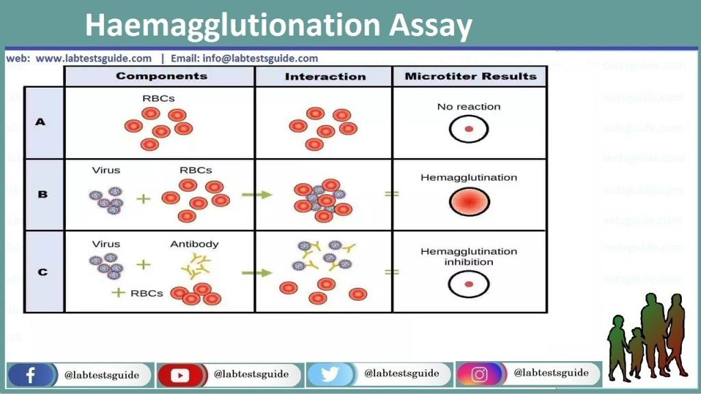 Haemagglutionation Assay (HA) Haemagglutionation Assay