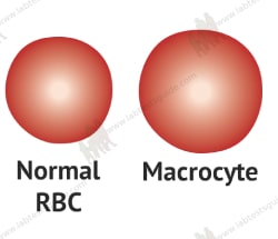 Macrocyte Cell