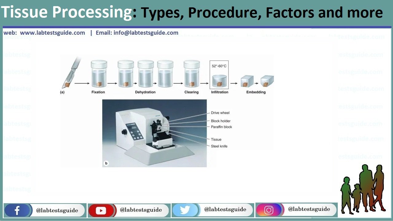 Tissue Processing