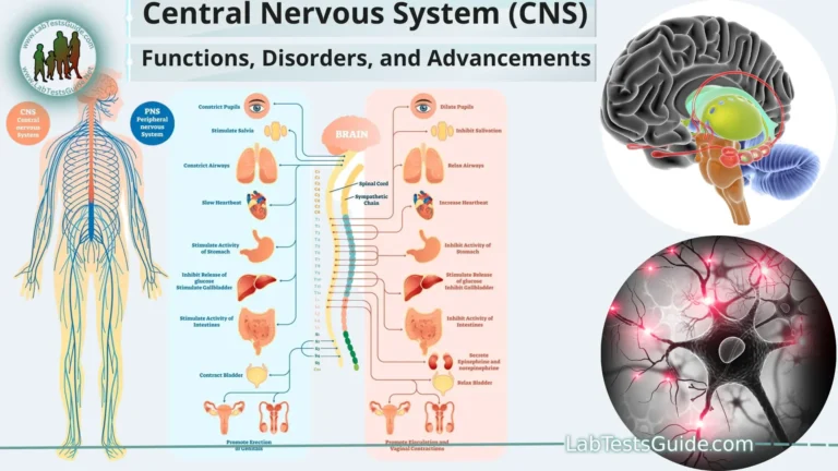 Central Nervous System (CNS)