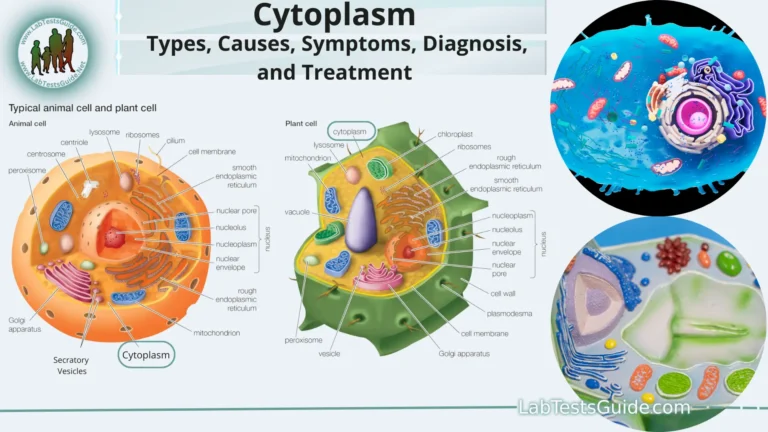 Cytoplasm