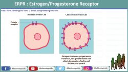 Estrogen/Progesterone Receptor
