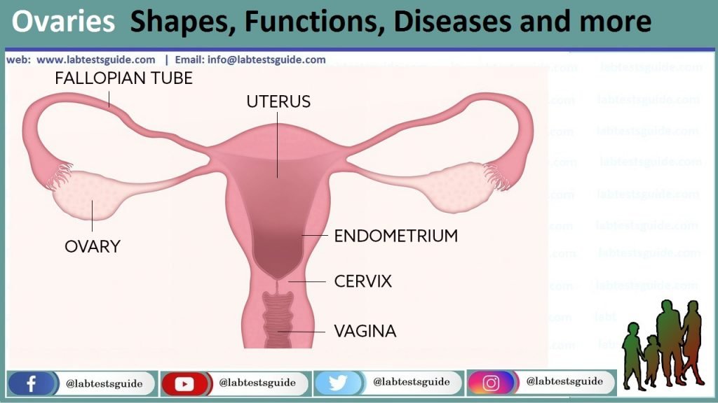 Ovaries Ovaries
