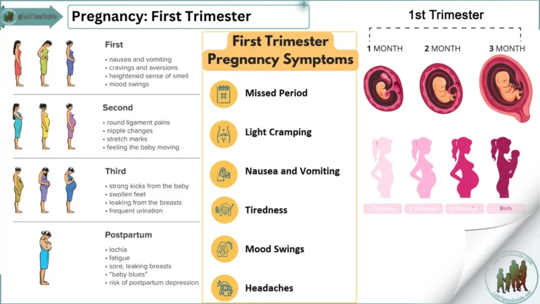 Pregnancy First Trimester