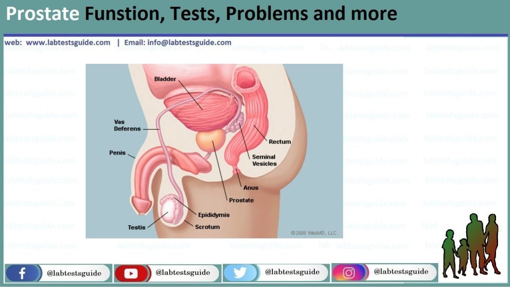 Prostate