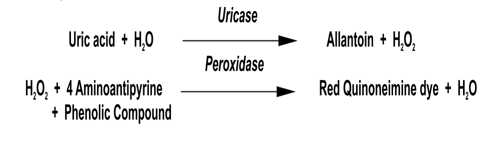 Uric Acid Test Procedure Uric Acid Test Procedure - Uric acid is the end product of purine metabolism. Uric acid is excreted to a large degree by the kidneys and to a smaller degree in the intestinal tract by microbial degradation.