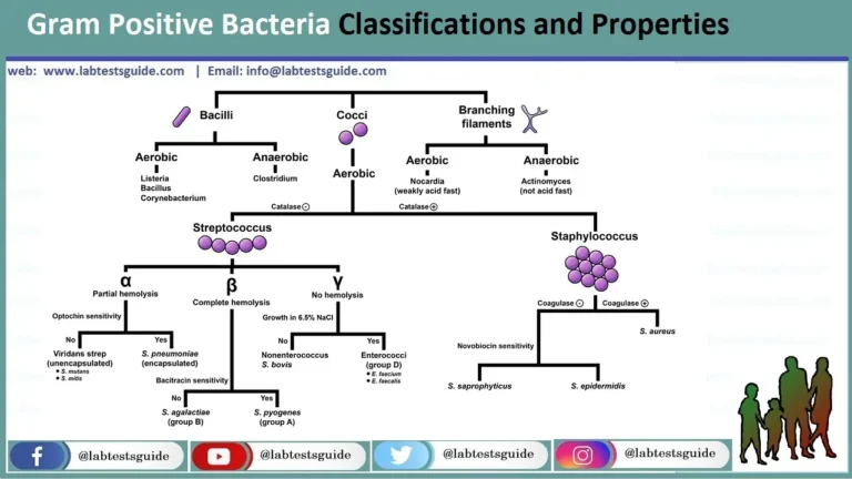 Gram Positive Bacteria