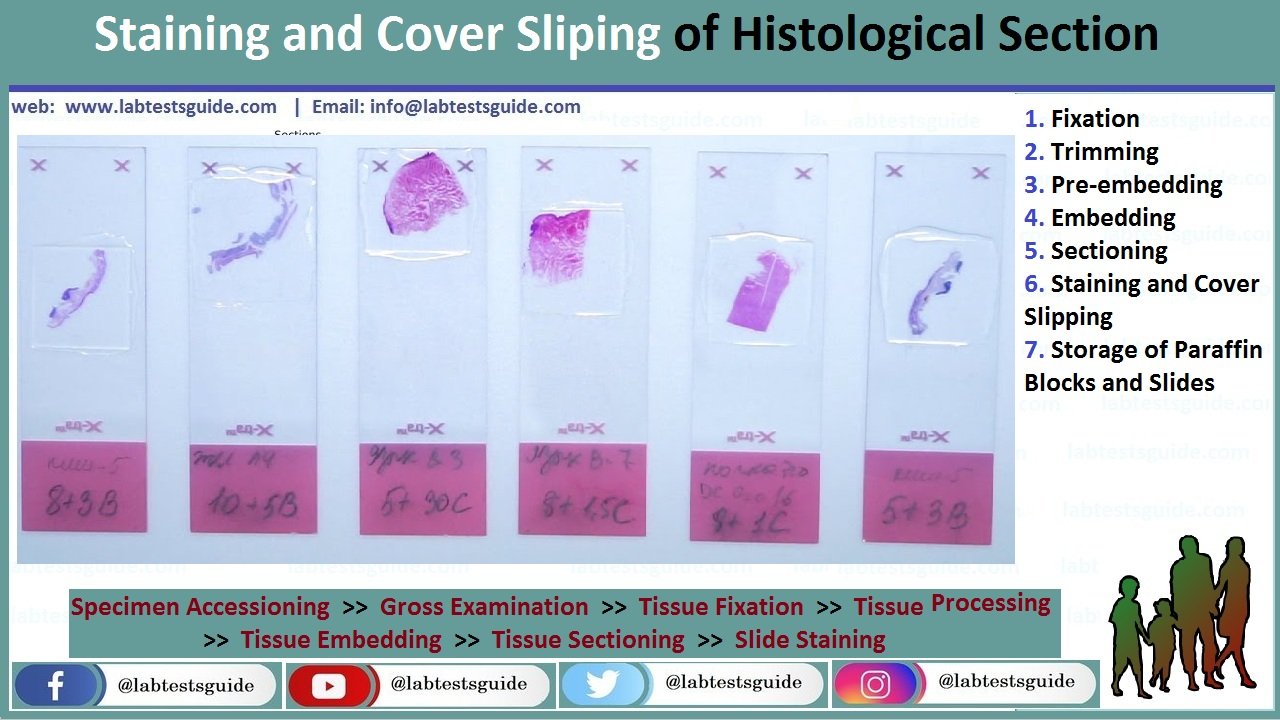 Histology Staining