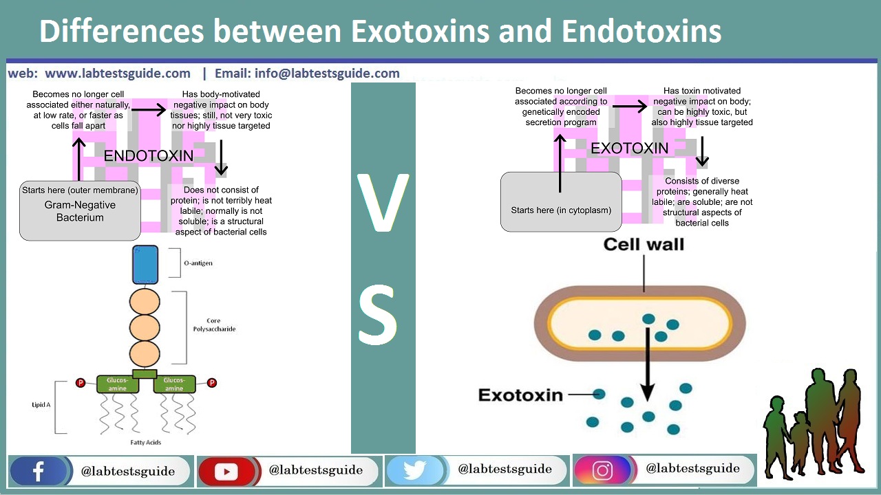 What is a main difference between endotoxins and Exotoxins quizlet ?, Are Exotoxins more potent than endotoxins ?, What are examples of endotoxins ?, What are the characteristics of Exotoxins ?, exotoxin and endotoxin ppt, differences between exotoxins and endotoxins quizlet ,similarities between endotoxins and exotoxins , types of exotoxins, difference between exotoxin and endotoxin slideshare, compare exotoxins and endotoxins quizlet, what is endotoxin endotoxin examples