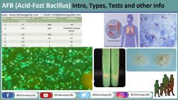 Acid Fast bacilli