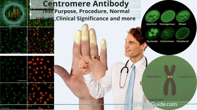 Centromere Antibody