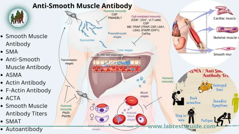 Anti-Smooth Muscle Antibody