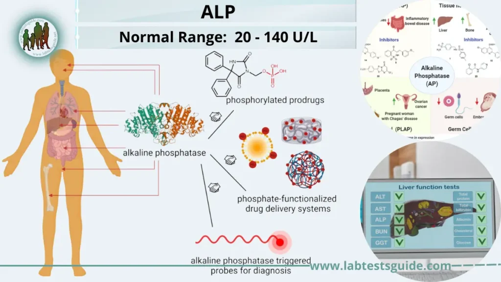 ALP ALP
