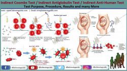 Indirect Anti-human Globulin Test